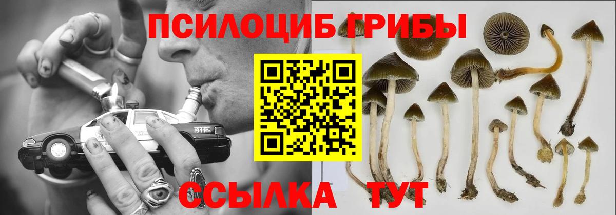 Псилоцибиновые грибы Psilocybine cubensis Зерноград